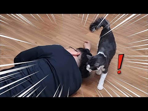 고양이 앞에서 죽은 척했더니 감동 먹음