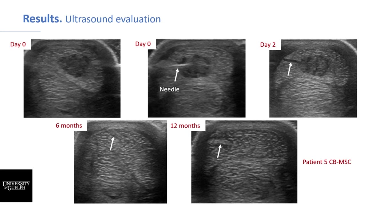 Evaluation of Repeated Intralesional Injection of Allogeneic Umbilical Equine Cord Blood MSC's