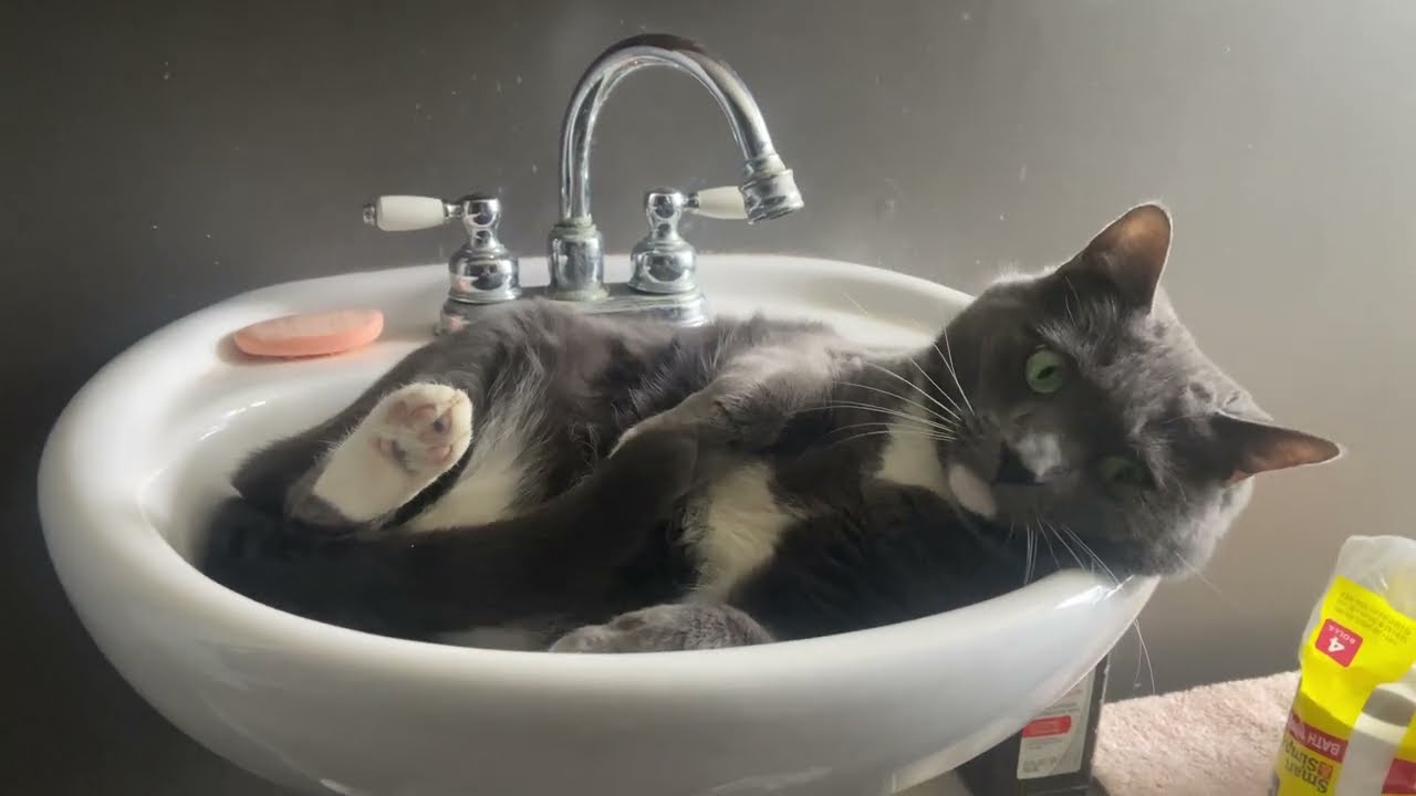 Cat Chilling in a Sink - Nymby