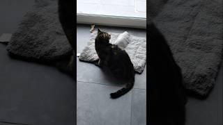 aw so cute #cat #catshort #catvideo #catmoment #catlife #cataction #cutecat #cute #ishowspeed