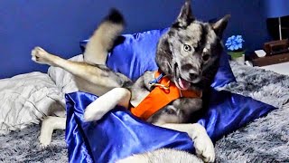 These Pillows Made My Husky FREAK Out!