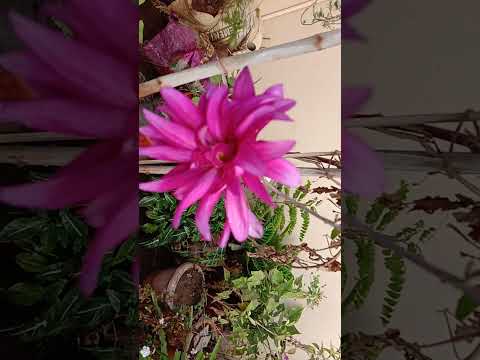 blooming Dehllia  flowers...