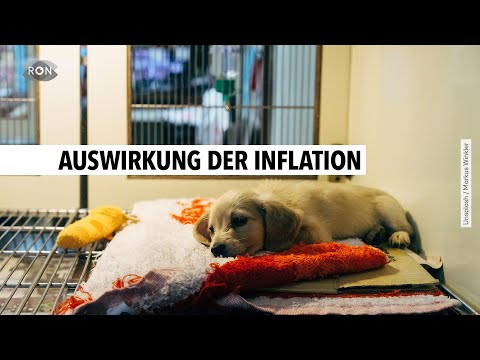 Immer mehr Tierheime kurz vor dem Aus | RON TV