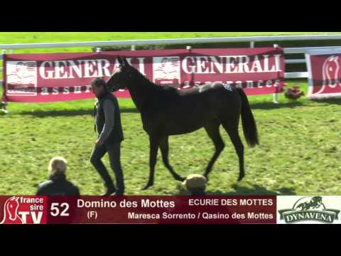 Show AQPS 2015 : lot 52 - Domino des Mottes - F13 - Maresca Sorrento & Qasino des Mottes