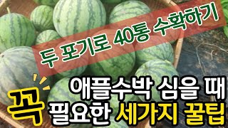 애플수박 심을때 꼭 필요한 세가지 꿀팁 - 두포기로 40통 수확하기