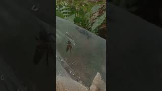 Download lagu get amazing honey points bolo #shortvideo #shorts #short #apisdorsata bees #forest honeybees mp3