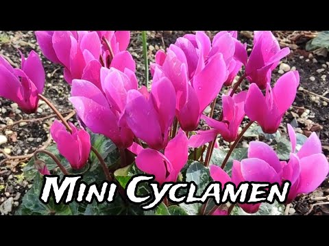 How to Grow and Care for Mini Cyclamen