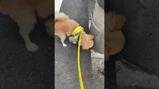 【チワワ】散歩中のちょっとしたジャンプ姿を見てくれ。 #Shorts