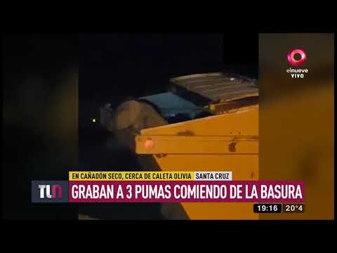 Graban a 3 pumas comiendo de la basura