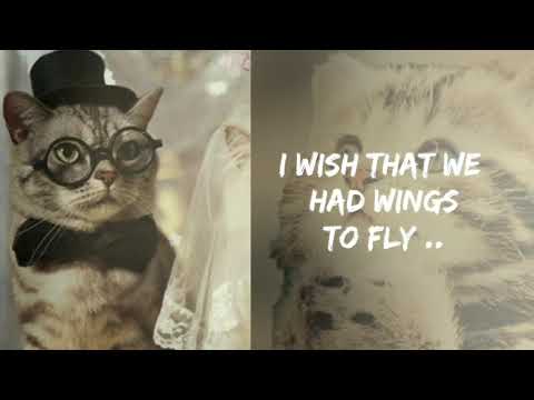 "DREAMS" .. Tribute to the CATS BAND - KEES PLAT .. YMC - Lyrics