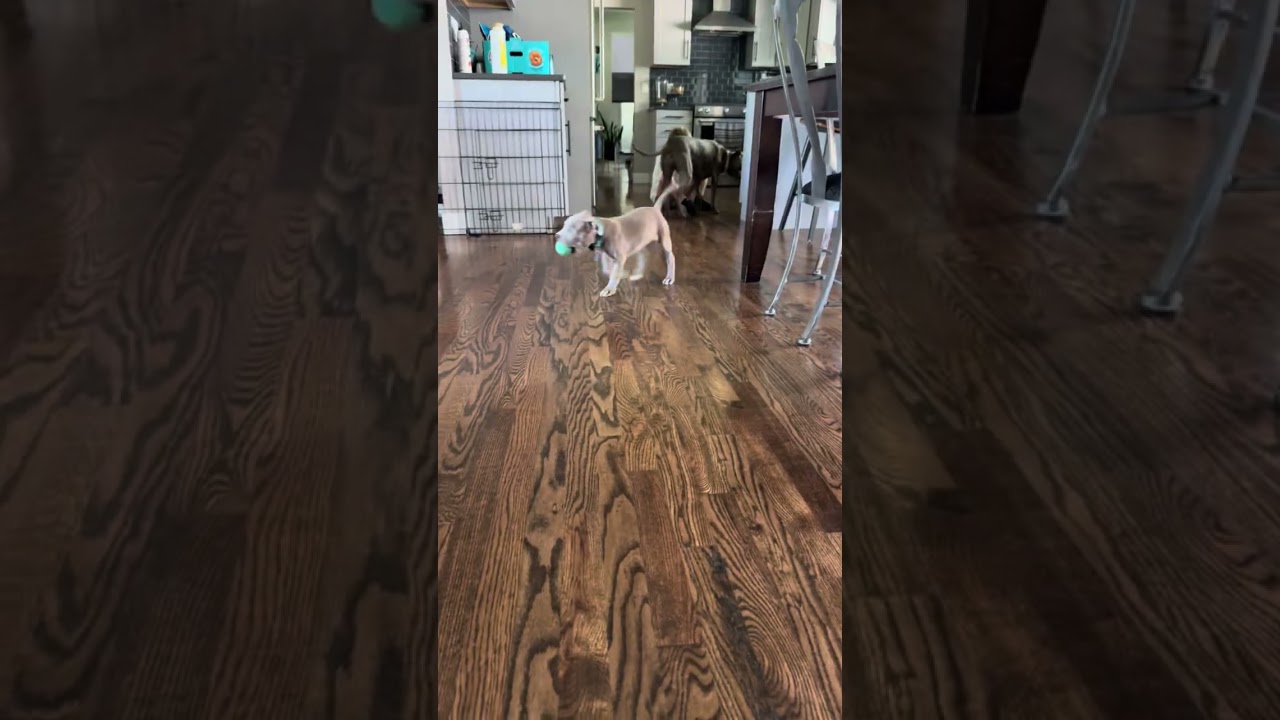 Enlarge Leah, a ADOPTABLE mixed breed in Fort Collins, CO video 6/6