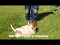Miniature Dachshund dogs for sale: Marshall - Video 1