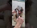 How to trim your dogs face with scissors, dog grooming from home, Affenpinscher