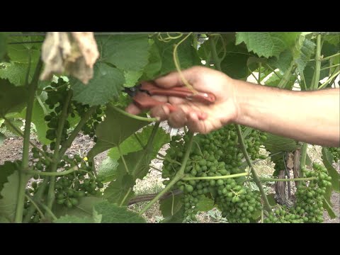 Varm sommar gav Sveriges vinodlare rekordskörd - Nyheterna (TV4)