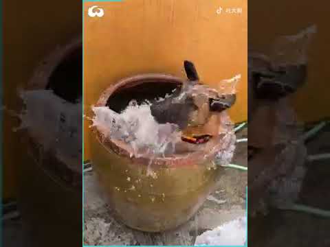 crazy dogs flying 🐕😎