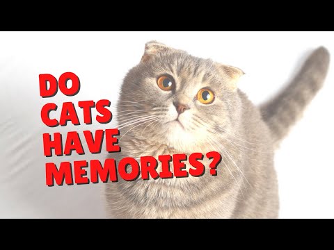 Do Cats Have A Memory? | Two Crazy Cat Ladies