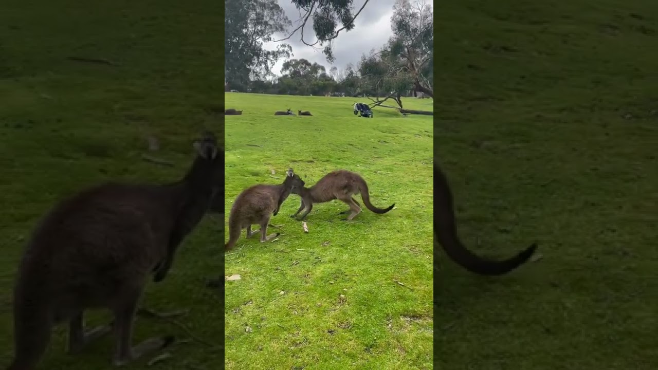 YouTube Short thumbnail