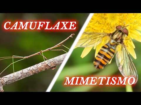 Vídeo: Camuflaxe vs. Mimetismo