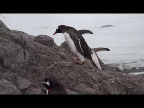 8 minutes of penguins walking in 4K resolution