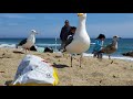 Seagulls Fighting Over Chips