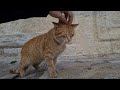 Cute Hungry Orange Cat Living On The Street