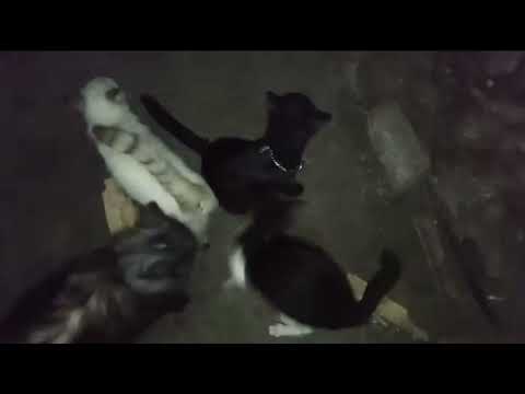 Night with Special Guests #cat #night