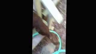 Billy and Bonnie, They need a good home