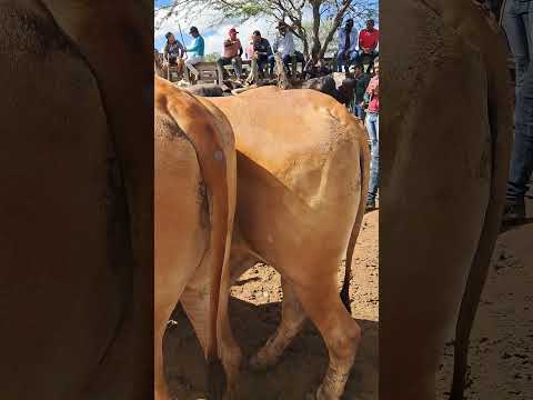 Feira de gado de tabira pernambuco