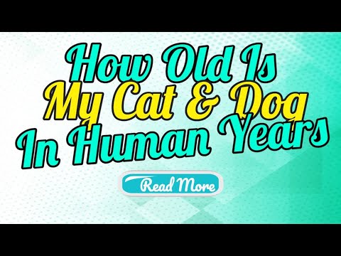 how old is my cat and dog in human years