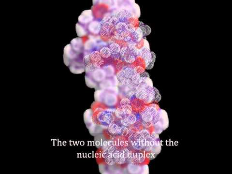 Actinomycin-d injection, dacilon actinomycin-d injection exp...