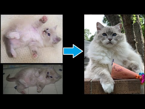 Ragdoll Cat Age Progression Blue Lynx Mitted Trigg from 3 months to 11 years on his 11th Birthday