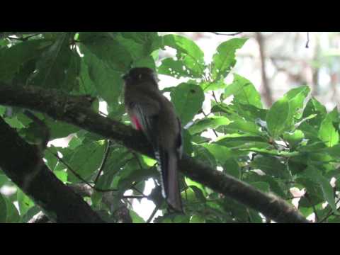 Kara Sun birding in Guatemala, Part 1 - Lake Atitlan