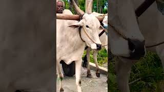 Download lagu katta vandi katta vandi #shorts mp3