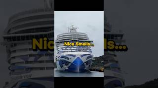 Comparison of two completely different smelling cruise ships.  #cruise #smellgood #ncl #carnival