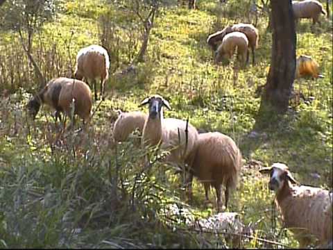 Ancient Greek temples (and a lot of sheep)