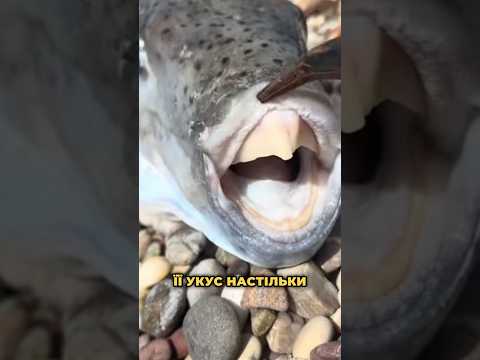 🤯😱ПРОКУСУЄ КІСТКИ! 🐡У Чорному морі оселилась НЕБЕЗПЕЧНА РИБА!