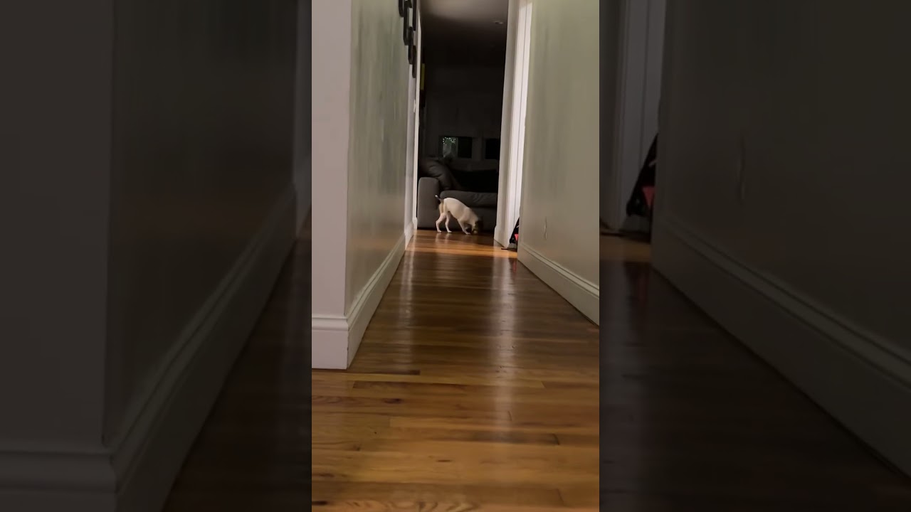 Ralphie, a ADOPTABLE Jack Russell Terrier in Woburn, MA video 3/3