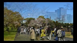 春の皇居乾通り・千鳥ヶ淵・外濠散歩