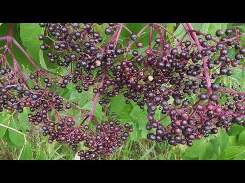 download lagu mp3 mp4 Fresh Elderberries Near Me, download lagu Fresh Elderberries Near Me gratis, unduh video klip Fresh Elderberries Near Me