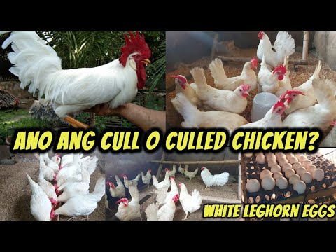 Cull A Hen