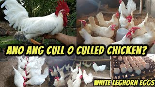 What is cull or culled chickens | First load of white leghorn eggs in the incubator