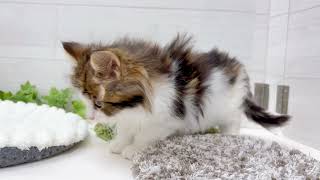 ノルウェージャンフォレストキャットの動画01