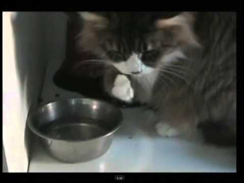 Pets That Drink Too Much Water: Cat Diabetes (2 of 3)