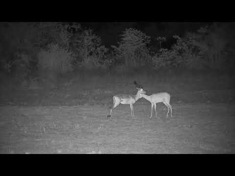 Djuma: Impala males sparring - 22:27 - 11/10/21