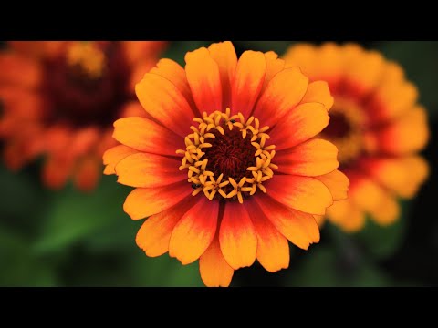 A beautiful garden in Quebec City, Canada || Jardin universitaire Roger-Van Den Hende