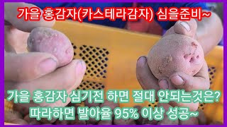 가을 홍감자 95%이상 성공하려면 절대해서는 안되는것은? 카스테라감자 가을감자심는 시기,파종시기 싹틔우기 휴…
