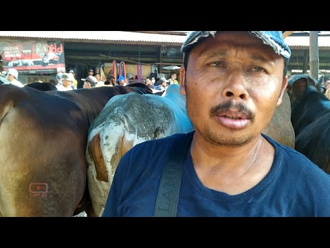 BAKALAN 5 BULAN PANEN BAPAK NURDIN