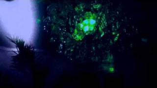 Quantenfluktuation - Gabriel Ananda 2004
