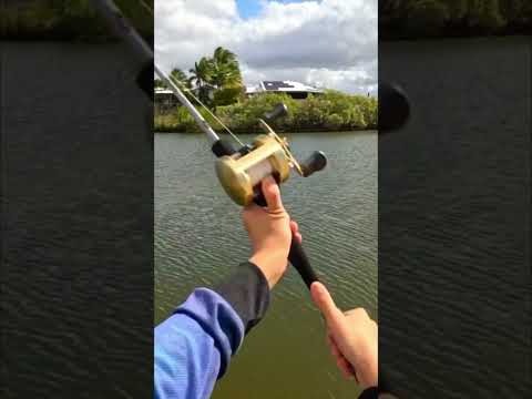 Casting A Shimano Calcutta 400b With Zero Backlash #shorts  #fishing #casting #baitcasting