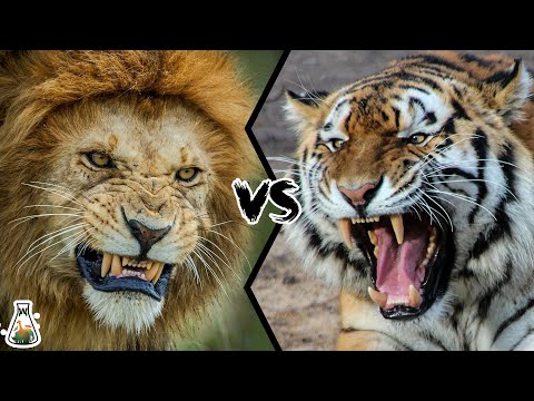 LION VS TIGER - Who is the real king?